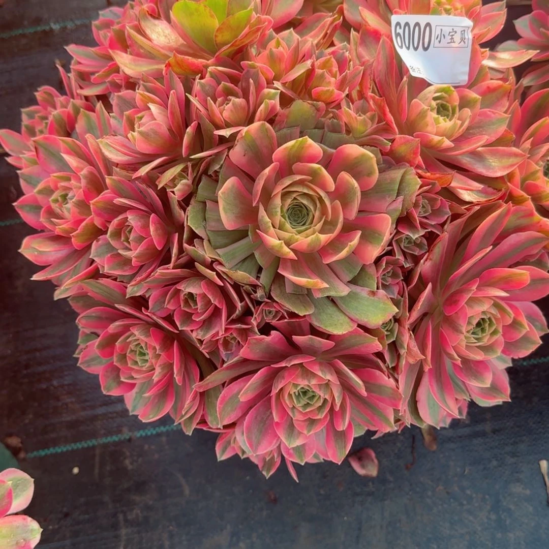 素*6000女妖多肉多肉