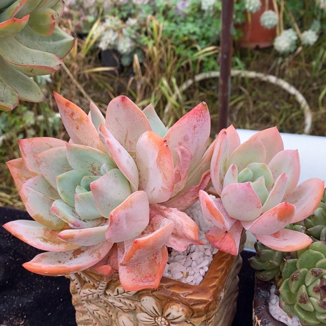 柚子茶多肉植物盆栽