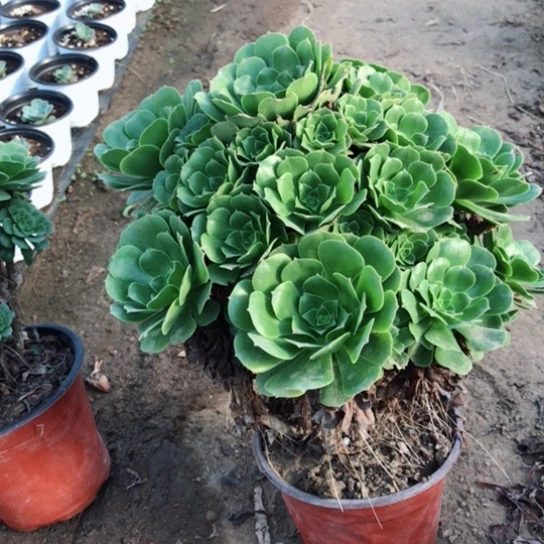 我***儿绿玫瑰法师多肉植物27