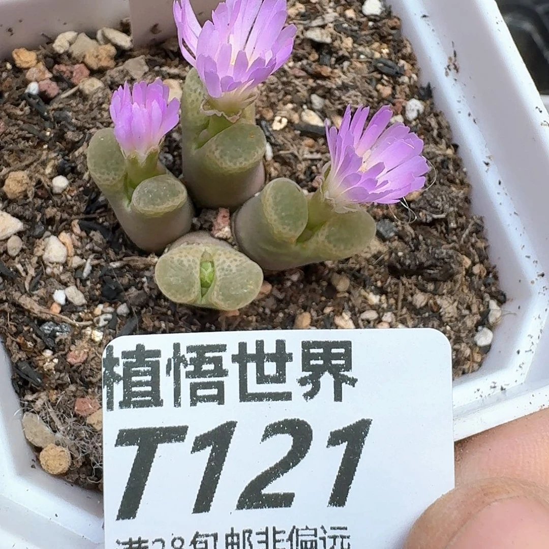 多肉植物的润泽ec