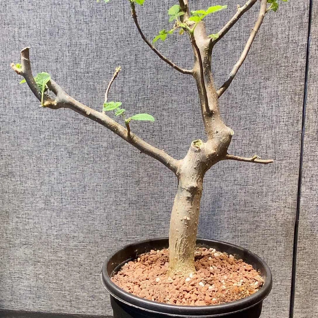 科帕裂榄实生一个