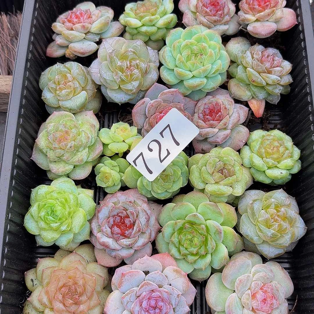 大***莎多肉植物多肉植物727
