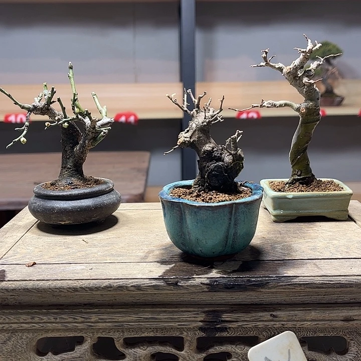 H***纺无花朵雀梅盆景老庄雀梅