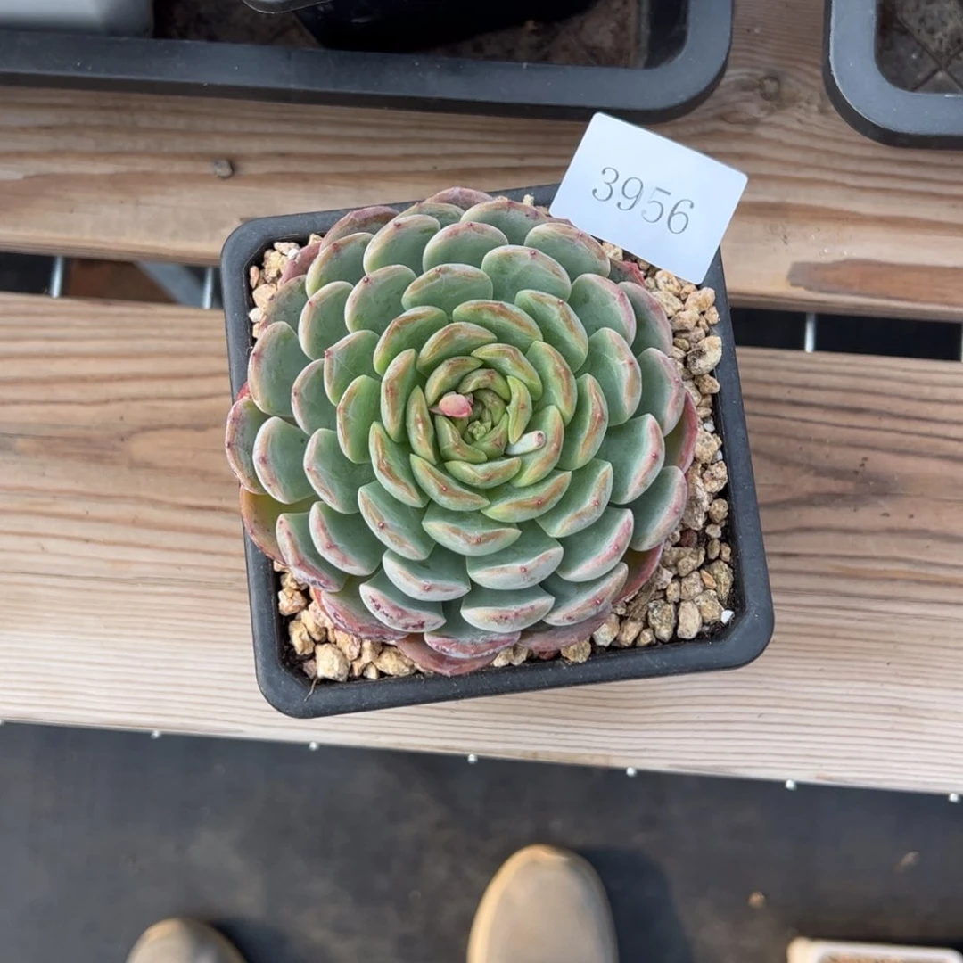 S****g3956多肉多多发地方