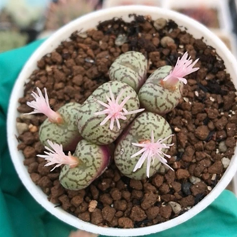 多肉肉锥 粉花安贞
