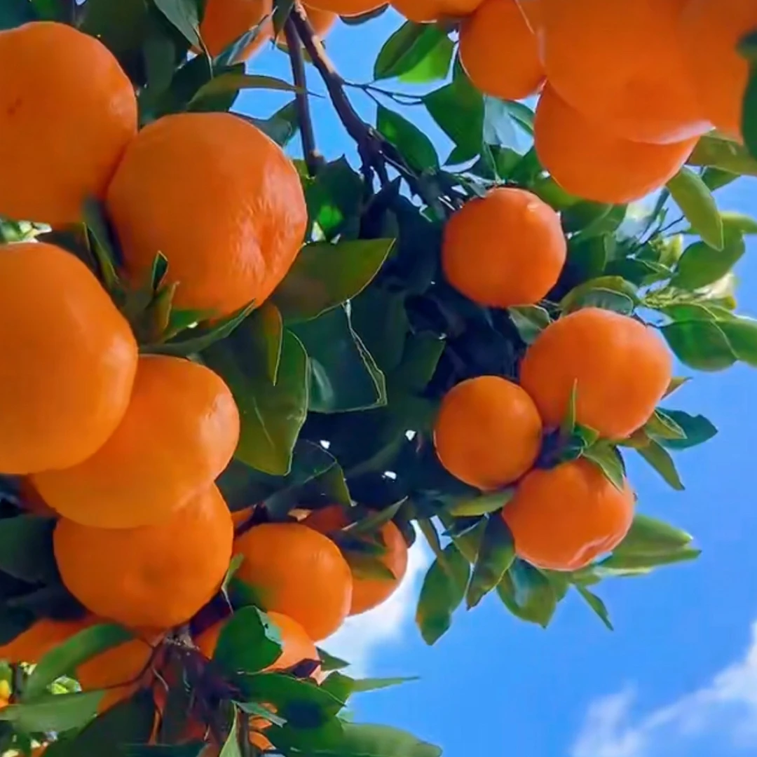 正宗临海涌泉高山新鲜采摘香甜多汁手剥蜜桔