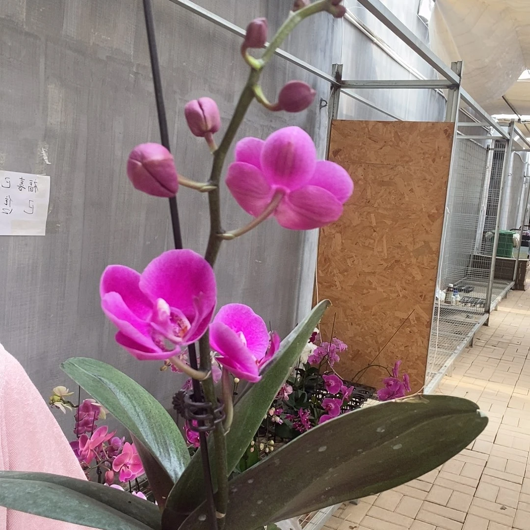 完全开放满天红1棵