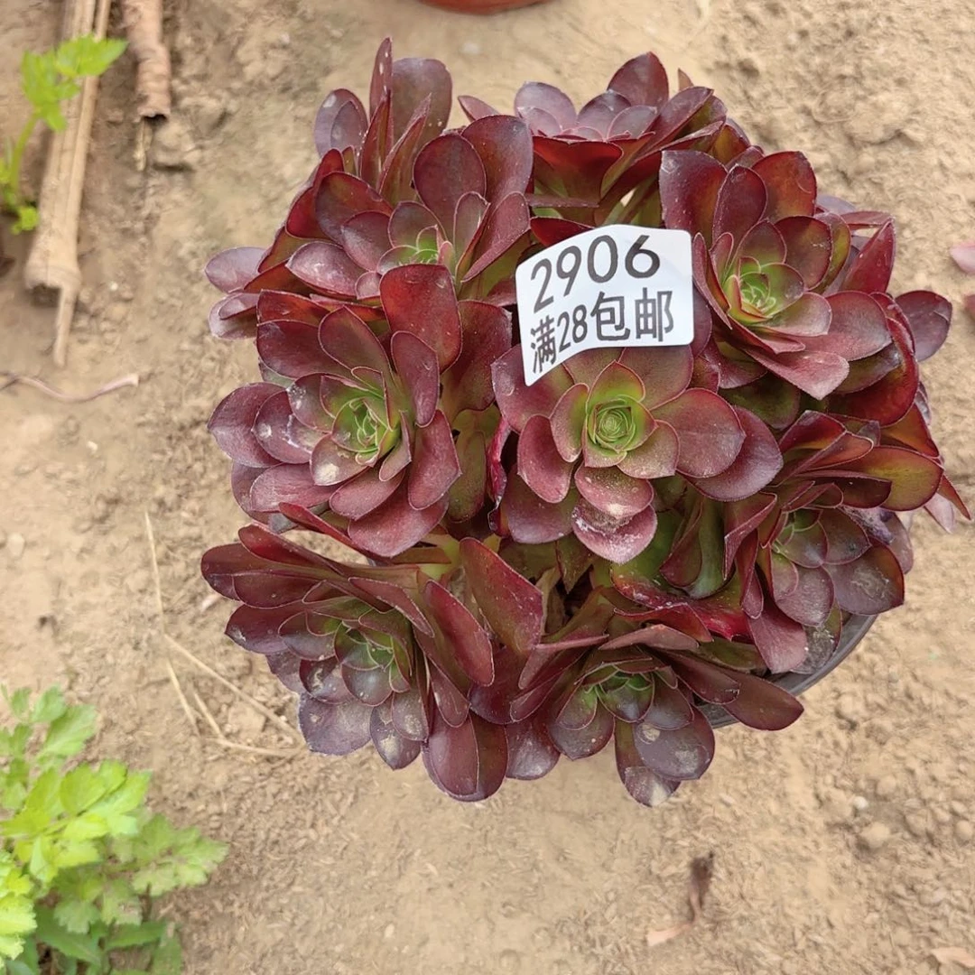 2906媚金玫瑰多破11112