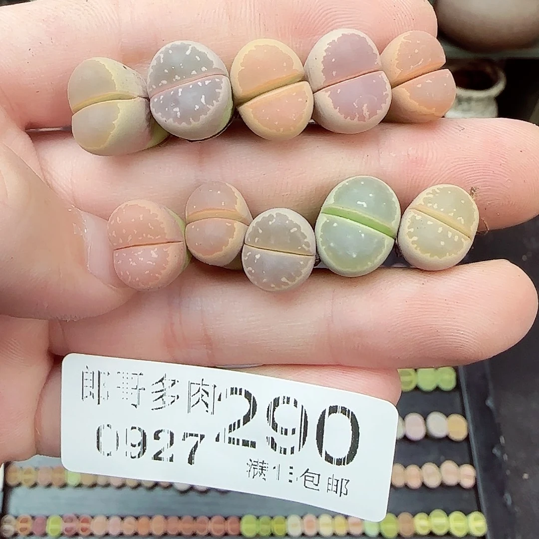 满满18包邮0927-290