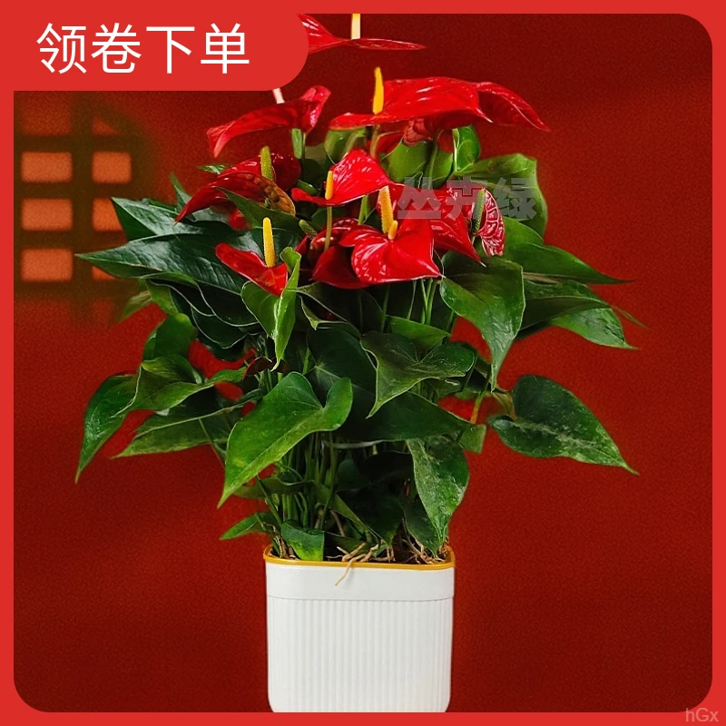 水培高端红掌绿植盆栽客厅一帆风顺花卉植物室内客厅可开花