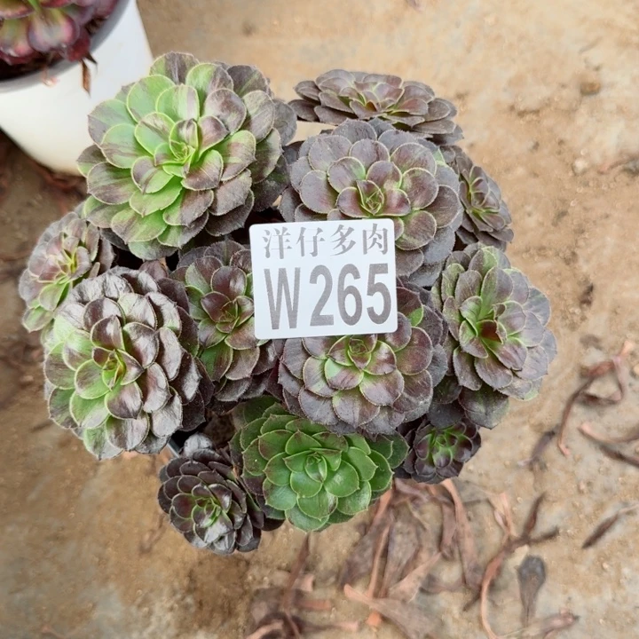 265花月夜官服20左右2