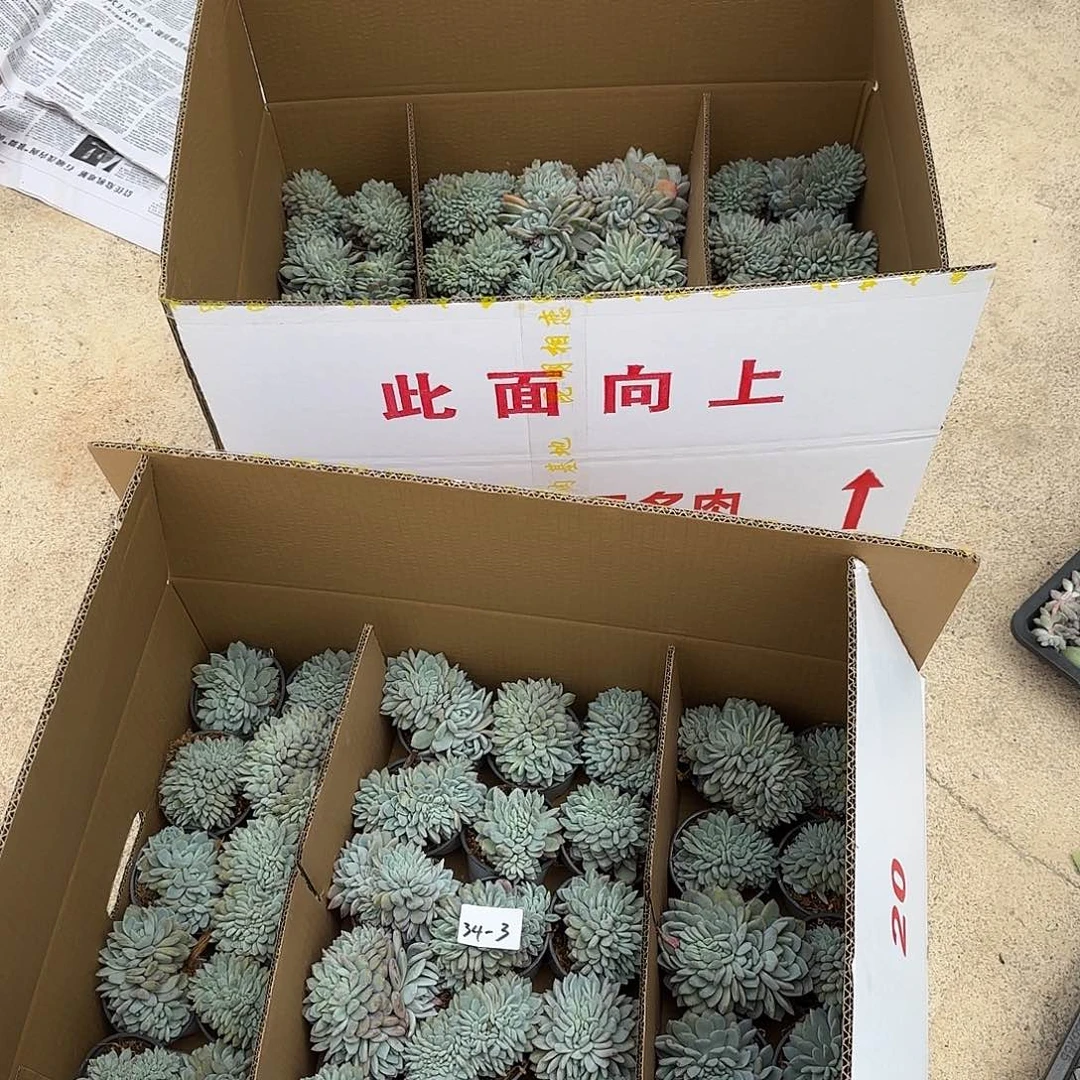 王*王34-3橙子缀叶插多肉组合105颗寄养