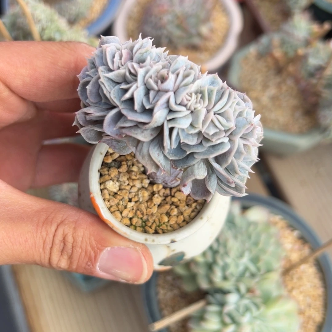 新年快乐 新年快乐