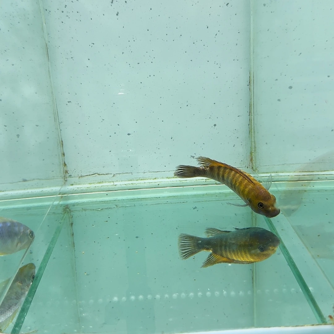 慈鲷赤坦迪白腹424。