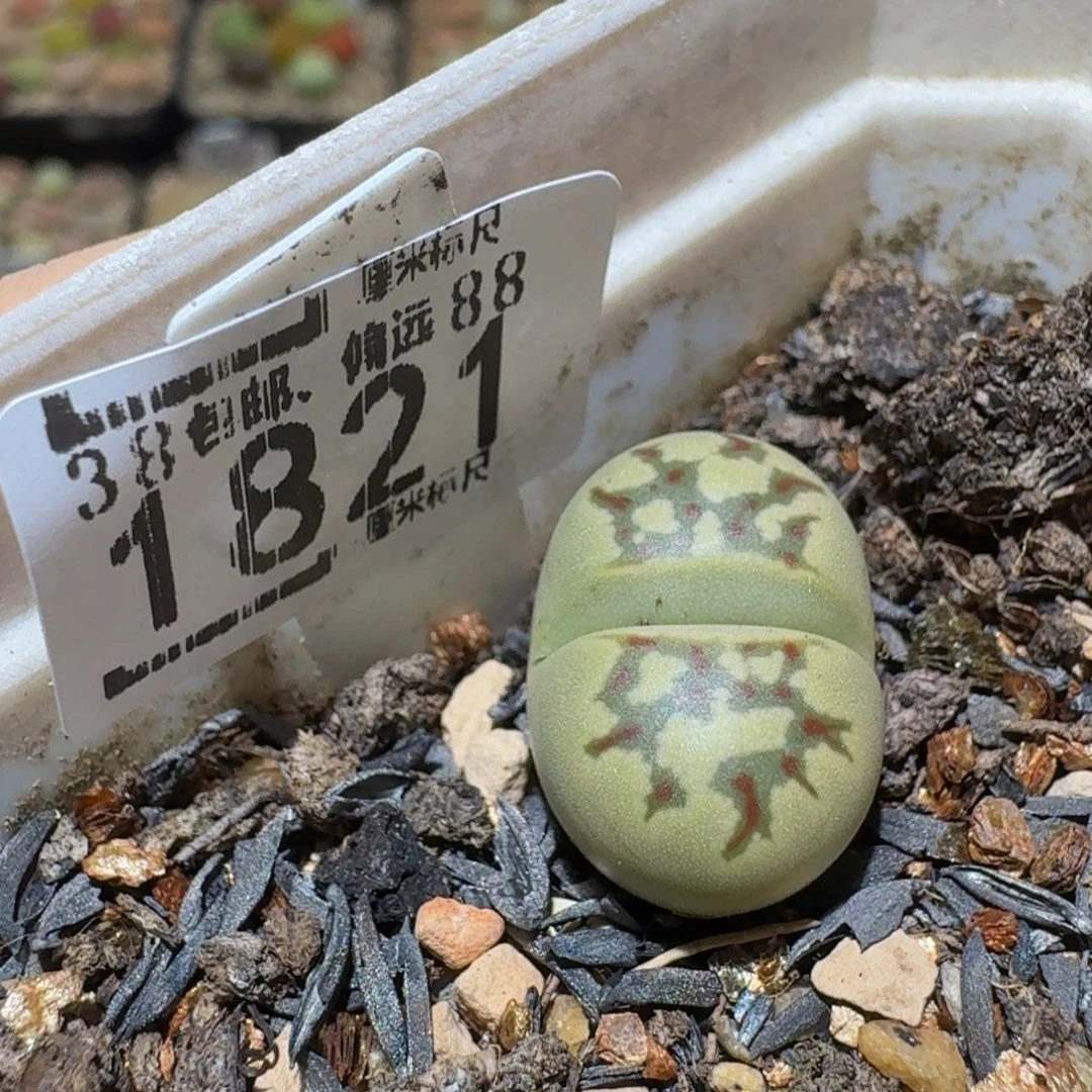 Sssss精品生石花1821