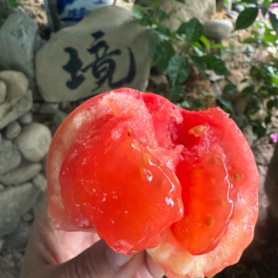 山东大西红柿新鲜多汁沙瓤现采摘自然成熟可生吃洋柿子