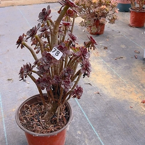 用**h黑豆法师法师法师78