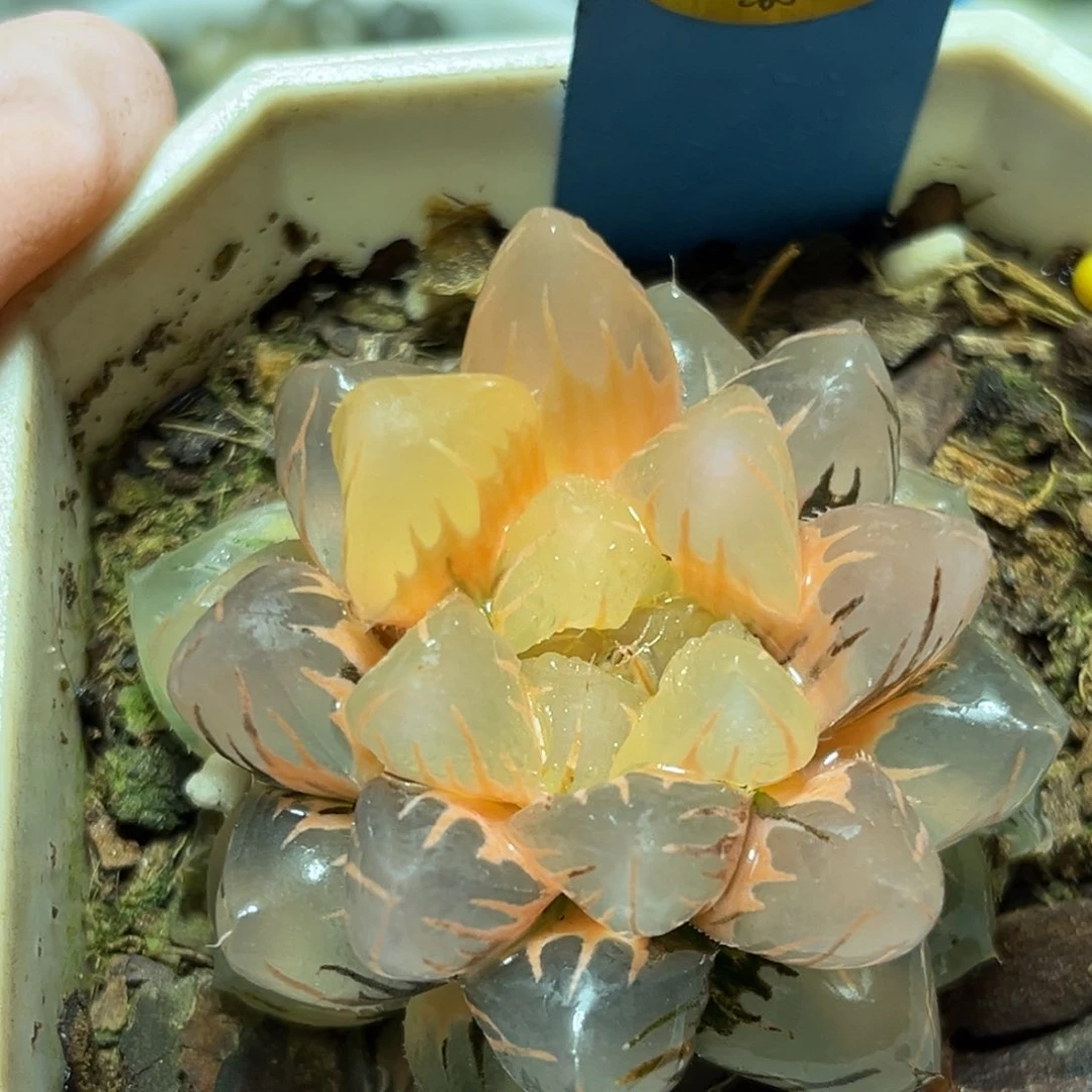 恭喜发财大吉大利0315水中月