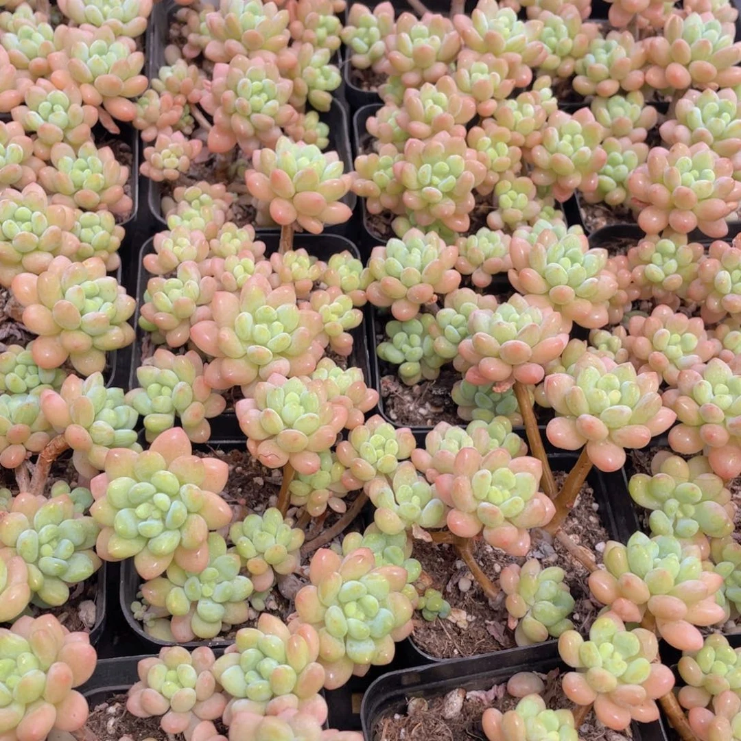 量拍3号 小仙女鱼子酱多头老桩群一个