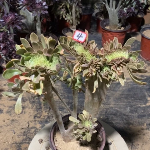 原始绿缀一物一拍