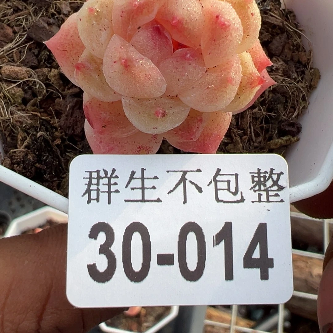 小卡拉米糖心一物一拍30-14