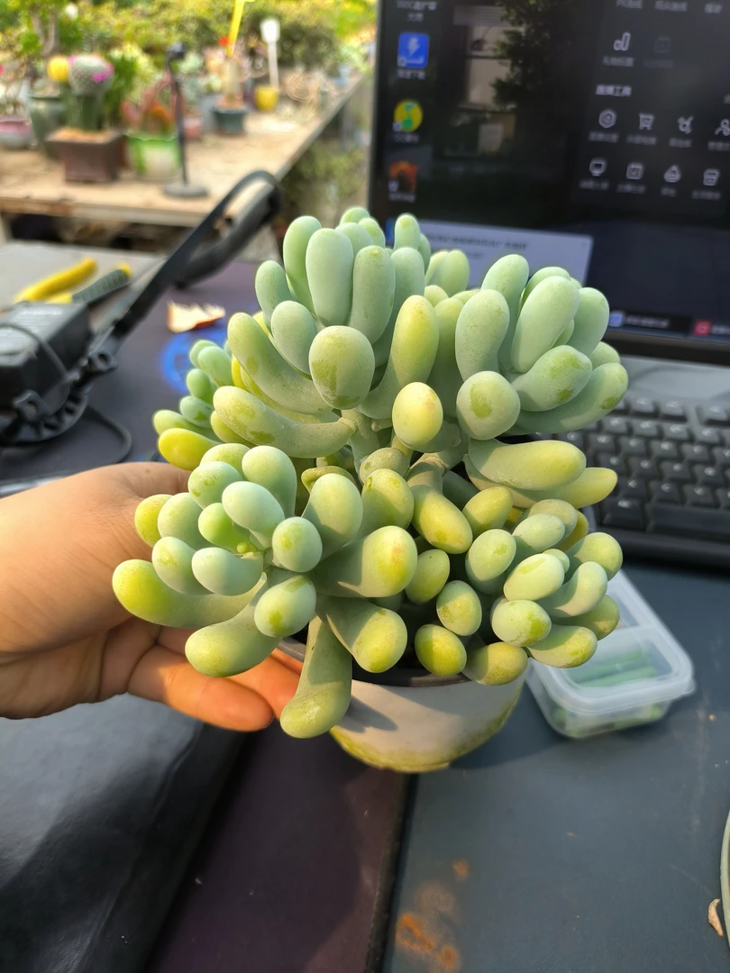 香蕉美人多肉植物室内绿植好养净化空气庭院阳台装饰