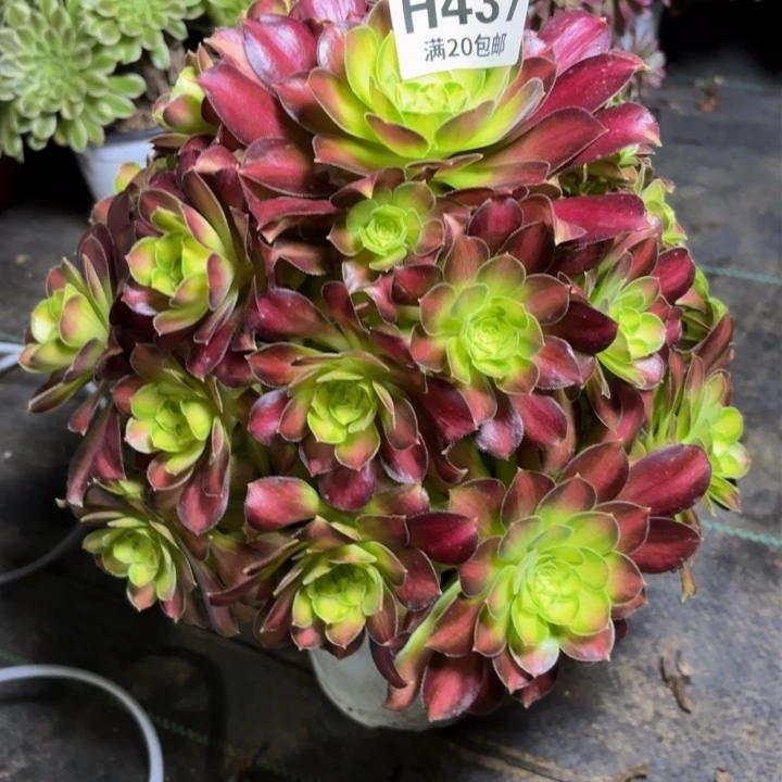 瑞妈多肉植物437有断枝