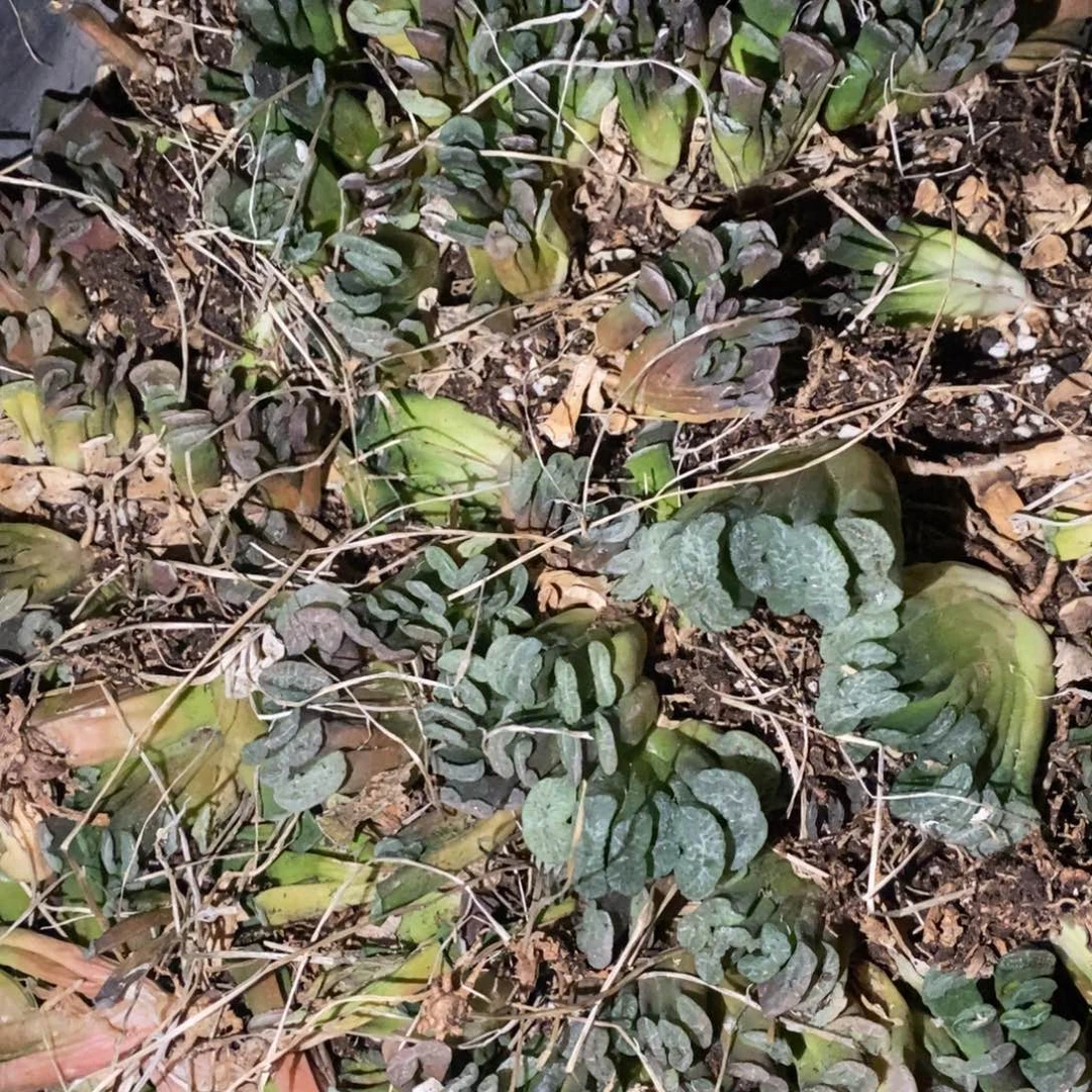 517 一颗实生小玉扇 整点福利