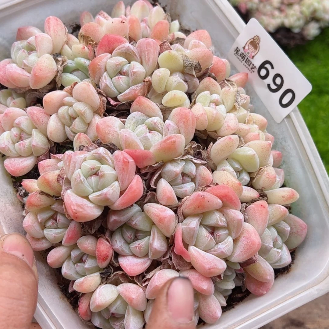 多肉植物多肉植物