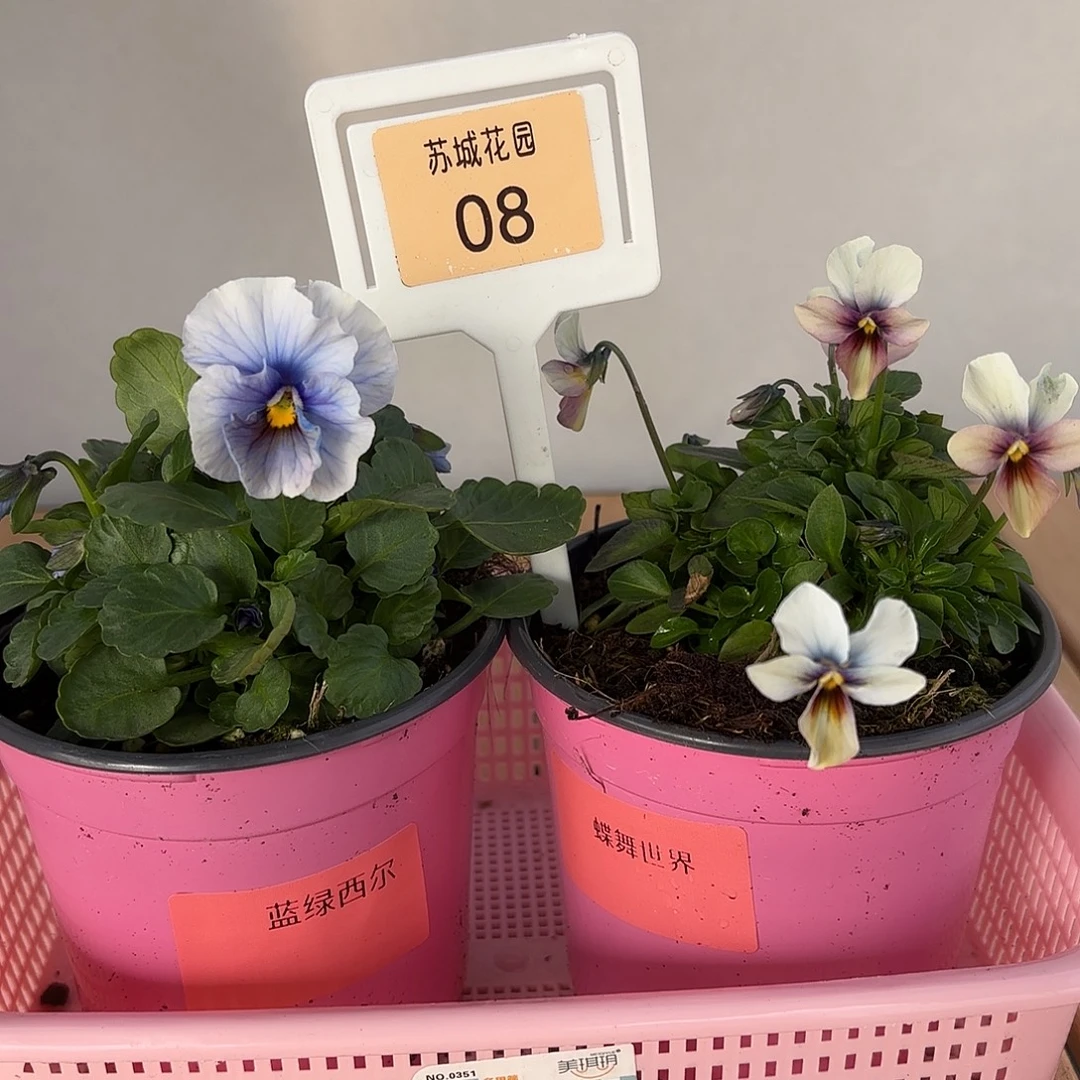 大部分开放少量花苞08