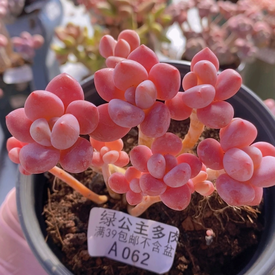 樱花洛神10cm062多肉植物