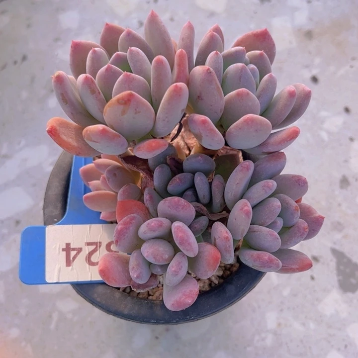 健健康康平平安安