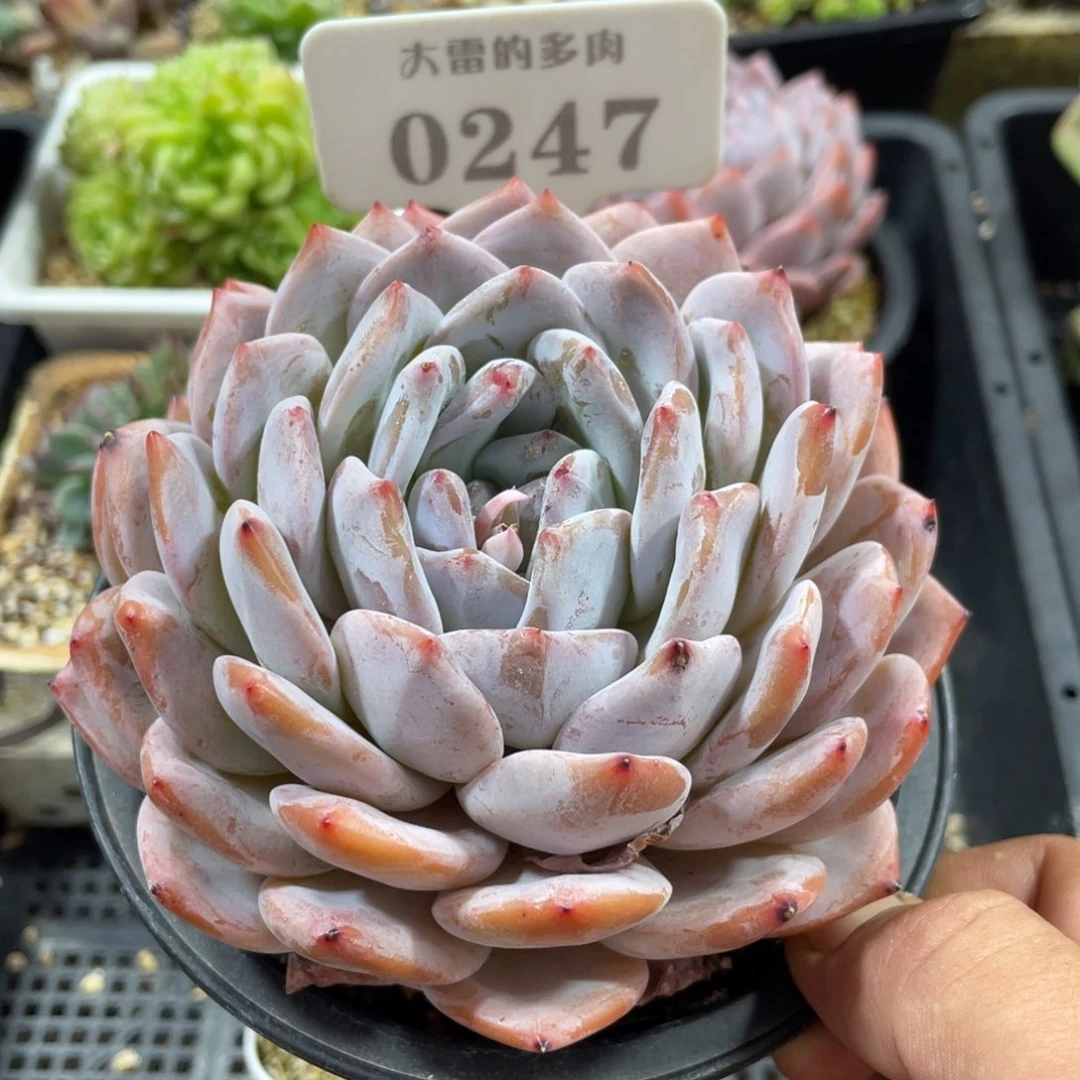 0247橙子不带盆11厘米