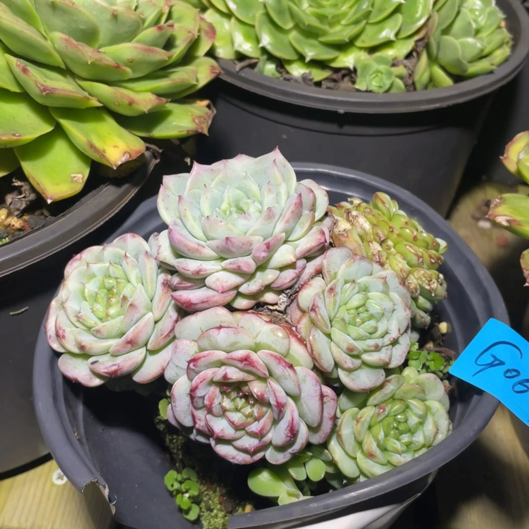 多肉植物多肉植物0629