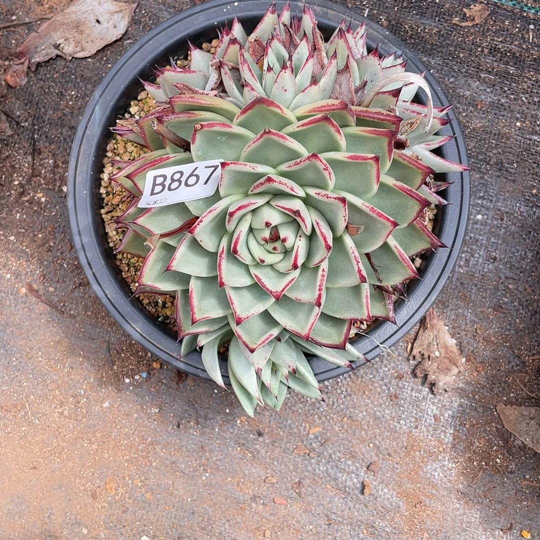 若如东云单拍B867