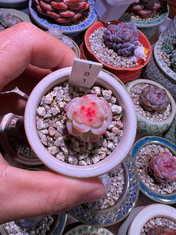 甜心181 量拍 随机发多肉植物