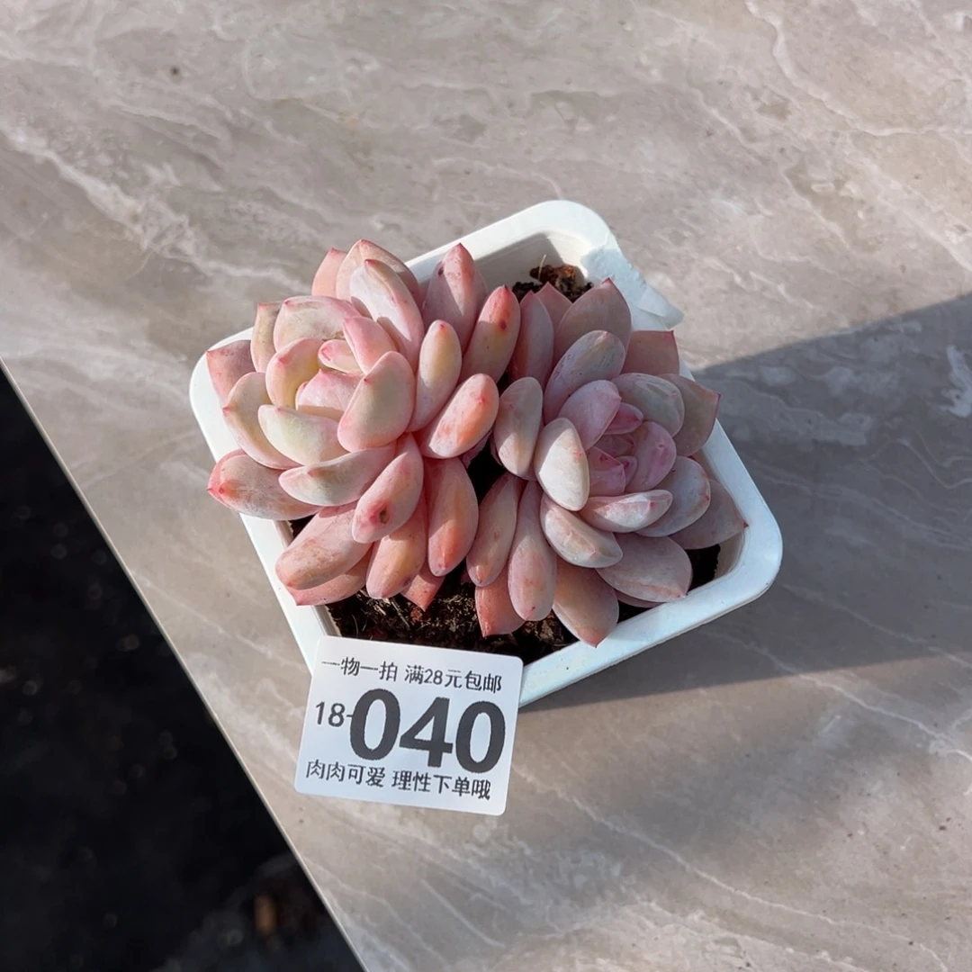 L**芳橙梦露多肉多肉多肉多肉