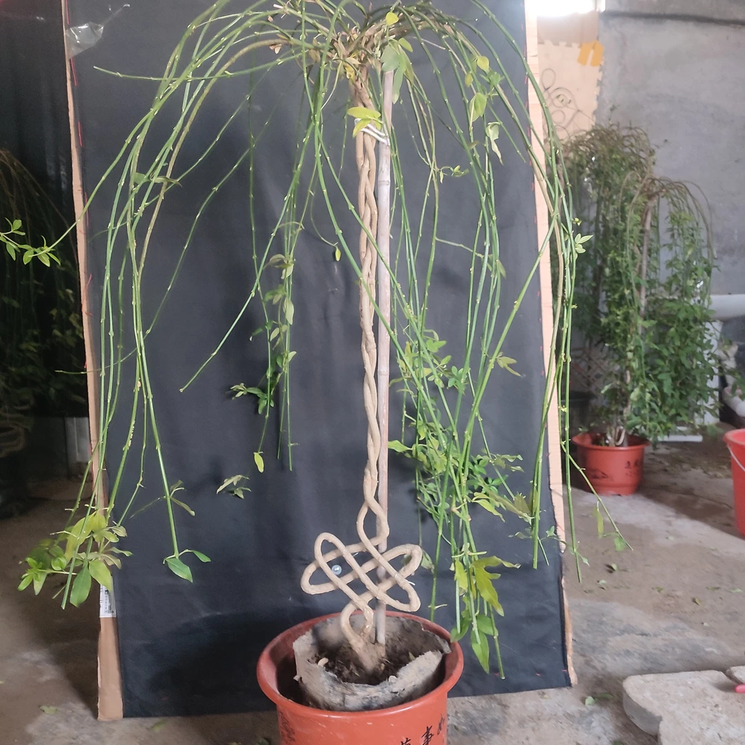 高杆垂均探春花中国结盆景