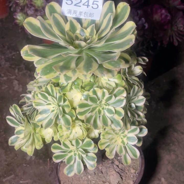 5245保时捷的人多肉的