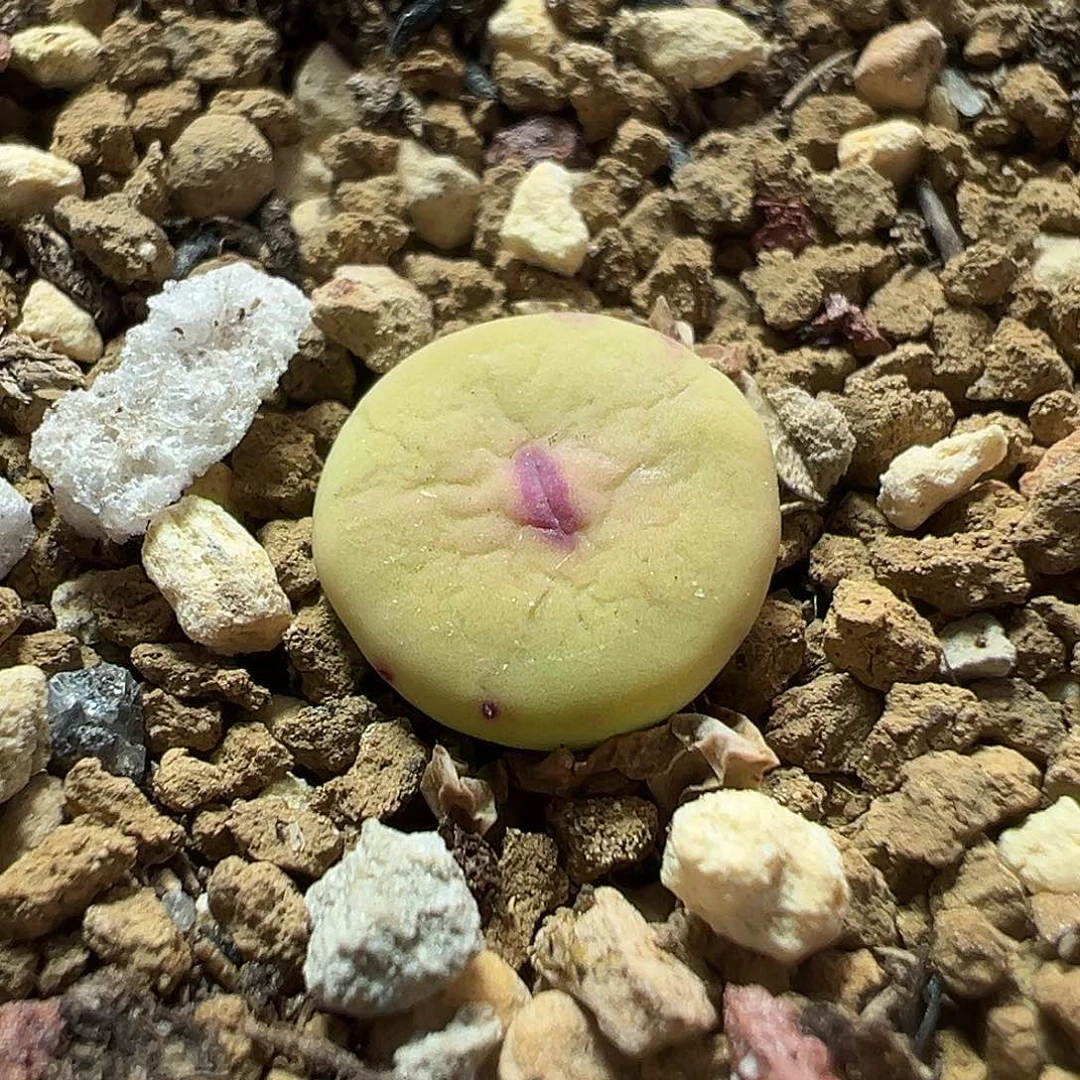 贝特分单头 多肉肉锥