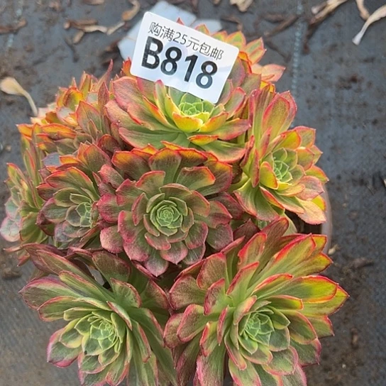 多****）多肉植物一个