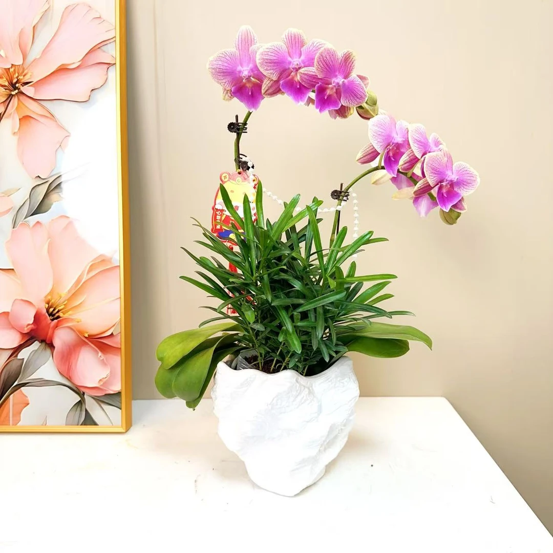 A+级【美人鱼】精品蝴蝶兰