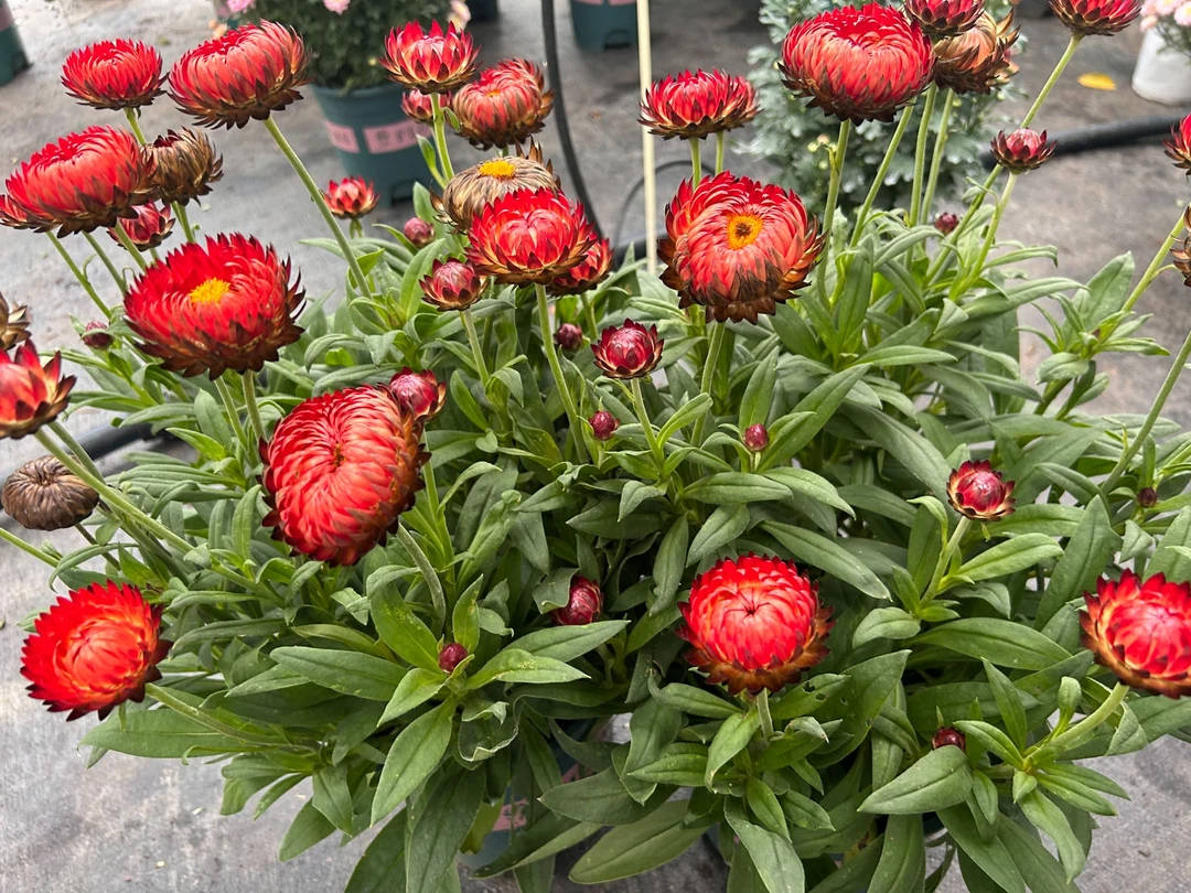 云南园地里【麦秆菊】耐寒多年生带花苞四季开花庭院阳台好养植物