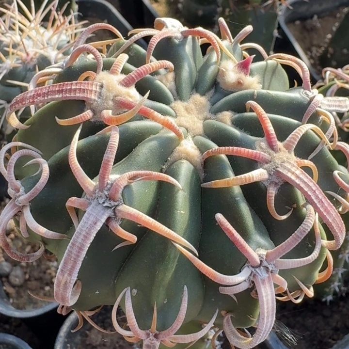 武藏凌波6665555555