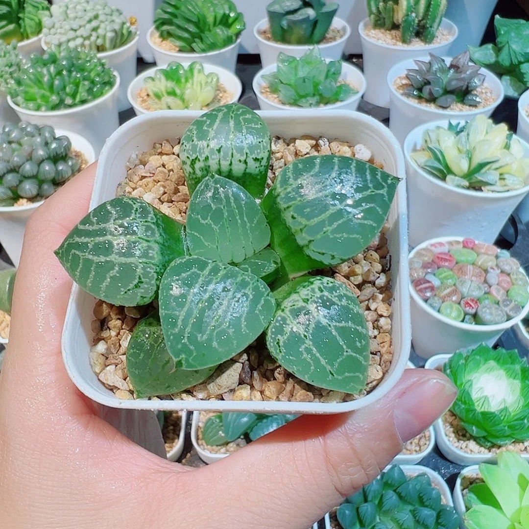 水晶康平101多多肉