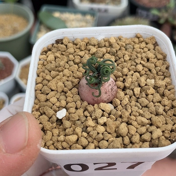 027GL蚊香弹簧草，