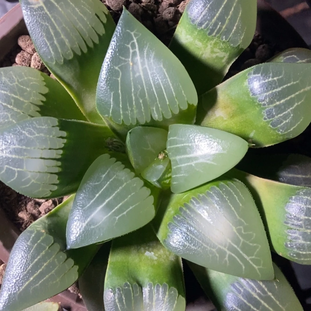 实生寿一物一拍的