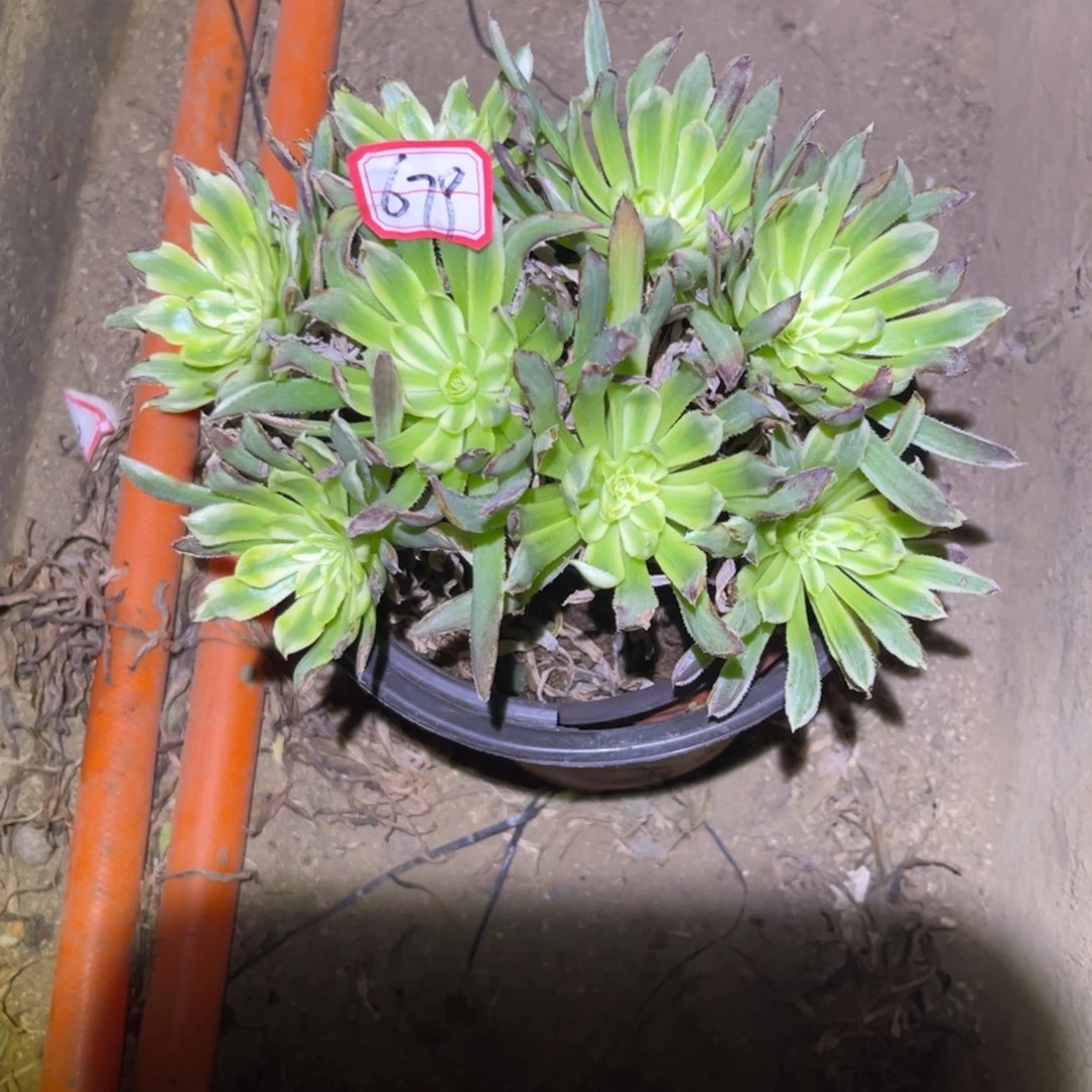 679多肉植物金丝菊18厘米