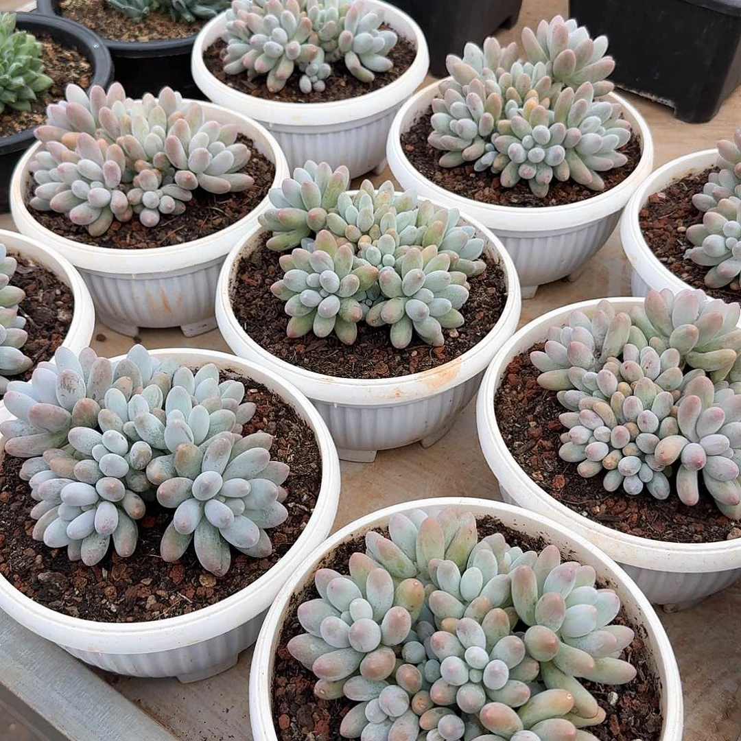 汤圆整无砍群生多肉