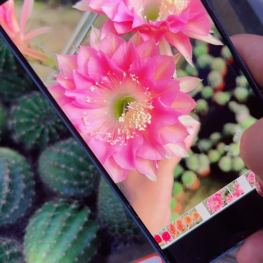 下86彩草58 歪无根侧芽4公分左右20包邮